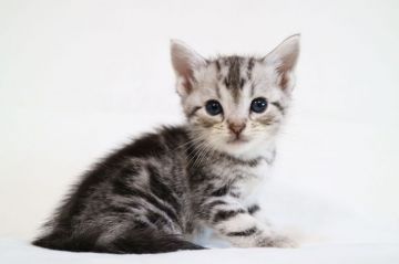 アメリカンショートヘア【茨城県・男の子・2018年4月15日・シルバータビー】の写真「可愛いです。見学期間6月4日までになります」