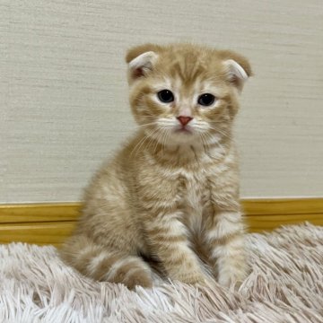 スコティッシュフォールド(折れ耳)【茨城県・男の子・2023年12月1日・レッドタビー】の写真「かわいいです」