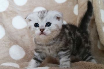 スコティッシュフォールド(折れ耳)【茨城県・男の子・2018年2月1日・シルバータービー】の写真「色白の男の子」