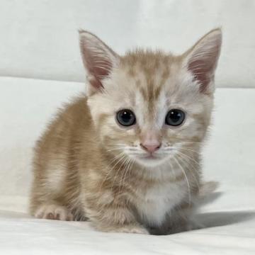 マンチカン(短足)【茨城県・男の子・2022年5月20日・レッドタビー】の写真「短足でかわいいです」