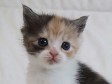 スコティッシュフォールド(立ち耳)【茨城県・女の子・2019年2月7日・キャリコ】の写真「可愛いです」