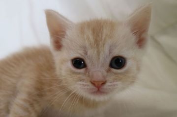 スコティッシュフォールド(立ち耳)【茨城県・女の子・2018年3月1日・レッドタービー】の写真「かわいいです」