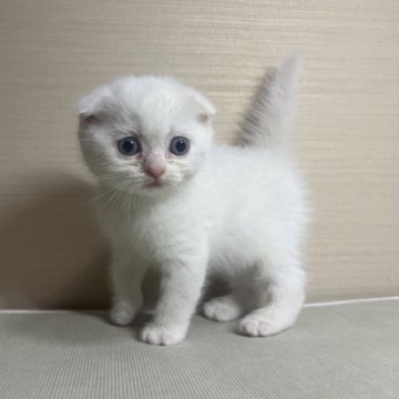 スコティッシュフォールド(折れ耳)【茨城県・男の子・2023年10月14日・ホワイト】の写真「膝の上でもおとなしいです。」