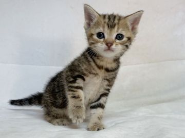 マンチカン(長足)【茨城県・女の子・2020年1月15日・ブラウンタビー】の写真「8匹兄弟の足長ちゃん。（2/14動画更新）」