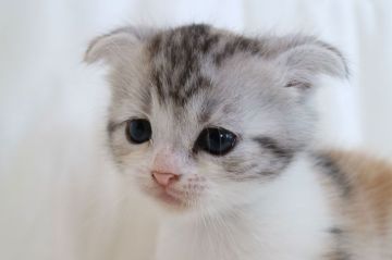 スコティッシュフォールド(折れ耳)【茨城県・女の子・2018年3月12日・キャリコ】の写真「かわいいです♩最終見学日は4月30日になります」