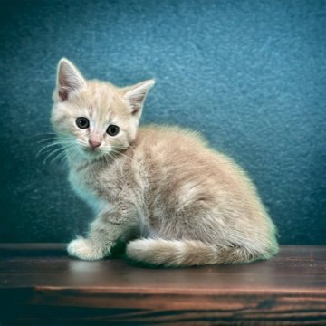 マンチカン(長足)【茨城県・男の子・2023年4月21日・クリームタビー】の写真「かわいいです。」