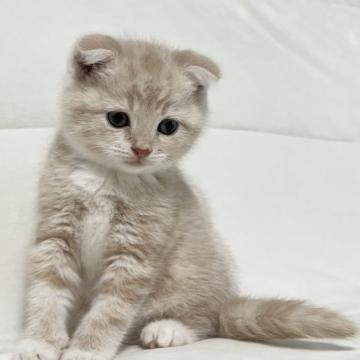 スコティッシュフォールド(折れ耳)【茨城県・男の子・2022年6月3日・クリームタビー&ホワイト】の写真「かわいいです。」
