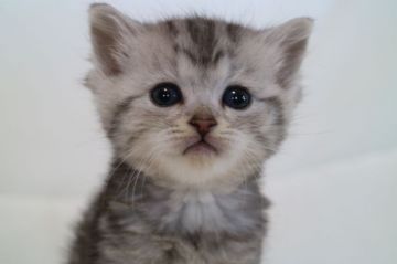 ミヌエット【茨城県・女の子・2018年2月3日・シルバータービー】の写真「かわいいです。3月25日までの期間限定募集!!」