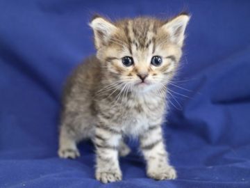 ミヌエット【茨城県・女の子・2019年1月4日・ブラウンパッチドタビー】の写真「すぐゴロゴロいいます。(動画19日更新)」