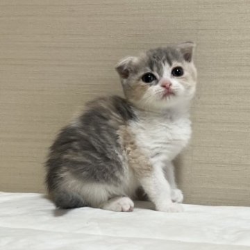 スコティッシュフォールド(折れ耳)【茨城県・女の子・2023年3月18日・ダイリュートキャリコ】の写真「5/5写真更新しました」