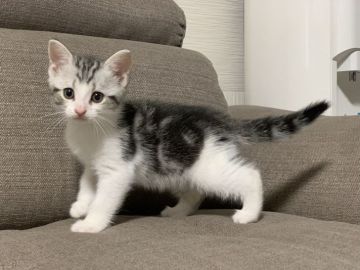 マンチカン(長足)【茨城県・男の子・2021年7月21日・シルバータビー&ホワイト】の写真「かわいいです」