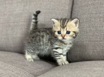 ミヌエット【茨城県・女の子・2021年11月19日・ブラウンタビー】の写真「かわいいです」