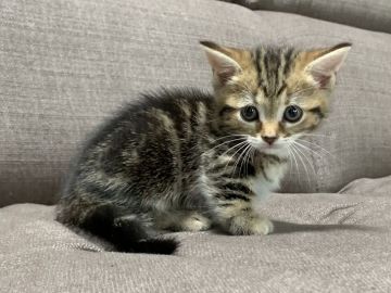 マンチカン(短足)【茨城県・女の子・2021年7月21日・ブラウンタビー&ホワイト】の写真「短足でかわいいです」