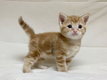 マンチカン(長足)【茨城県・男の子・2020年1月24日・レッドタビー】の写真「かわいいです(2/28　新規掲載）」