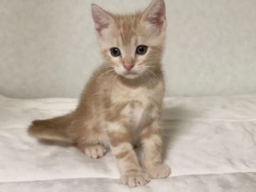 アメリカンショートヘア【茨城県・男の子・2019年3月29日・レッドタビー】の写真「可愛いです(26日まで見学受付中)」