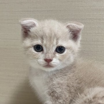 スコティッシュフォールド(折れ耳)【茨城県・男の子・2023年6月3日・クリームタビー&ホワイト】の写真「かわいいです」