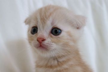 スコティッシュフォールド(折れ耳)【茨城県・女の子・2018年3月12日・レッドタビー】の写真「かわいいです♩最終見学日は4月30日になります」