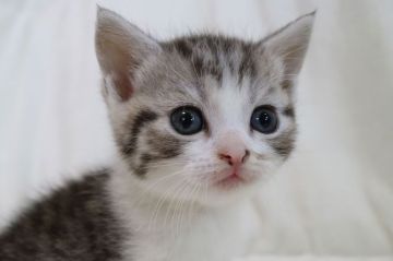 スコティッシュフォールド(立ち耳)【茨城県・男の子・2018年3月1日・シルバータービー&ホワイト】の写真「かわいいです。4月22日までの見学になります」