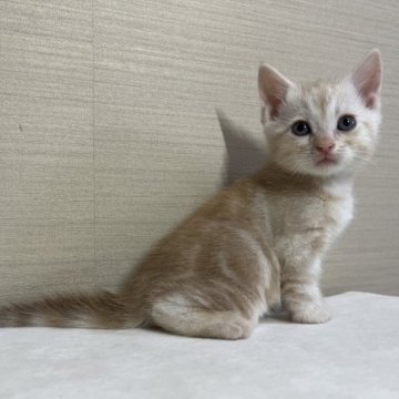 マンチカン(長足)【茨城県・男の子・2023年10月7日・レッドタビー】の写真「かわいいです。」