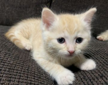 ミヌエット【茨城県・男の子・2019年1月4日・レッドタビー】の写真「可愛いです。」