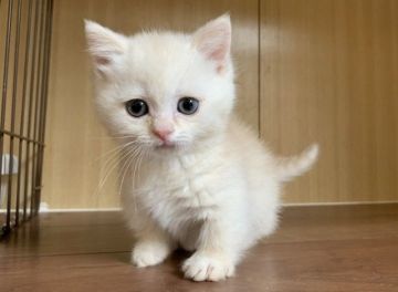 ミヌエット【茨城県・男の子・2020年3月21日・クリームタビー（セミロング～ロング）】の写真「17日まで掲載中」