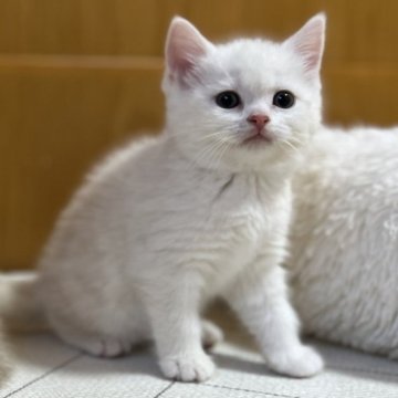 スコティッシュフォールド(立ち耳)【茨城県・女の子・2023年12月1日・クリームタビー】の写真「かわいいです」