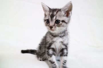 アメリカンショートヘア【茨城県・男の子・2018年4月15日・シルバータビー】の写真「可愛いです。」