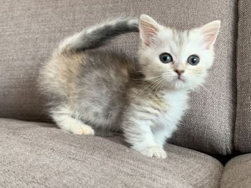 ミヌエット【茨城県・女の子・2021年9月30日・シルバーパッチドタビー】の写真「かわいいです」