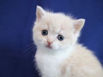 スコティッシュフォールド(立ち耳)【茨城県・女の子・2019年1月30日・クリームタビー&ホワイト】の写真「可愛いです」