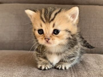 ミヌエット【茨城県・女の子・2021年11月19日・ブラウンタビー】の写真「かわいいです。」