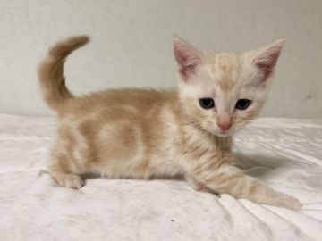 アメリカンショートヘア【茨城県・男の子・2019年3月29日・レッドタビー】の写真「可愛いです(26日まで見学受付中)」