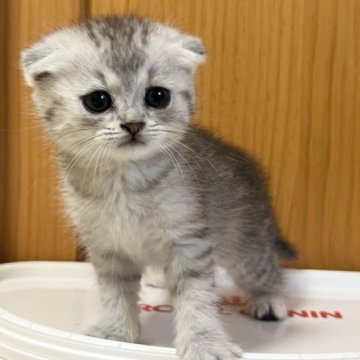 スコティッシュフォールド(折れ耳)【茨城県・男の子・2023年3月25日・シルバータビー】の写真「懐っこくかわいいです。」