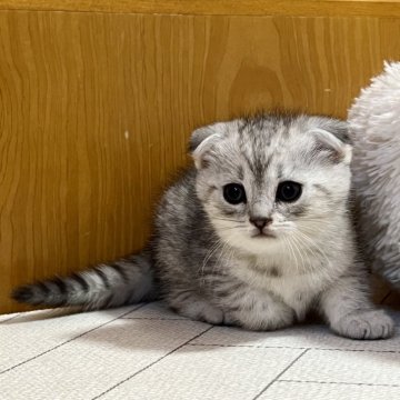 スコティッシュフォールド(折れ耳)【茨城県・男の子・2023年12月1日・シルバータビー】の写真「かわいいです」