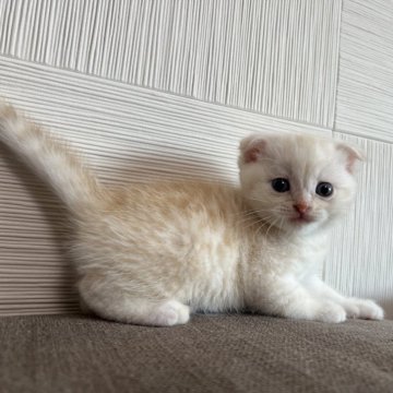 スコティッシュフォールド(折れ耳)【茨城県・男の子・2024年8月2日・クリームタビー】の写真「最新動画はブログに！」