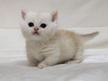 ミヌエット【茨城県・男の子・2020年3月21日・クリームタビー（セミロング～ロング）】の写真「17日まで掲載中」