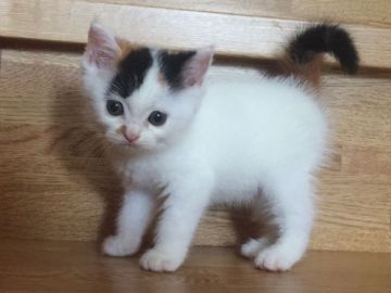 スコティッシュフォールド(立ち耳)【茨城県・女の子・2018年6月2日・キャリコ】の写真「かわいいです～♪」