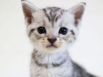 アメリカンショートヘア【茨城県・男の子・2018年8月26日・シルバータビー】の写真「かわいいです。」