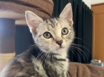 アメリカンショートヘア【茨城県・女の子・2019年3月29日・シルバーパッチドタビー】の写真「落ち着いた性格です。」