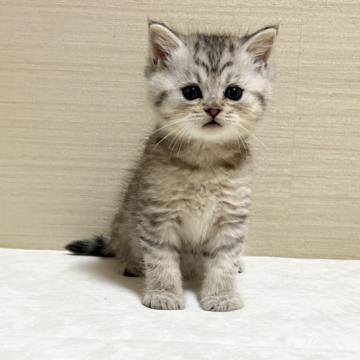 ミヌエット(長足)【茨城県・女の子・2022年8月25日・シルバーパッチドタビー】の写真「かわいいです」