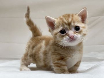 マンチカン(短足)【茨城県・男の子・2020年1月24日・レッドタビー&ホワイト】の写真「ド短足の男の子(2/28　新規掲載）」