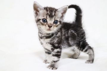 アメリカンショートヘア【茨城県・男の子・2018年4月15日・シルバータビー】の写真「可愛いです。見学期間6月10日までとなりました。」