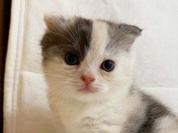 スコティッシュフォールド(折れ耳)【茨城県・女の子・2019年7月16日・ダイリュートキャリコ】の写真「まん丸でモコモコしていて可愛いです（29日写真更」