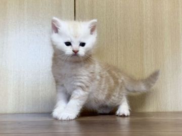 ミヌエット【茨城県・男の子・2019年10月10日・レッドタビー（セミロング）】の写真「足長君(写真更新11/18)」