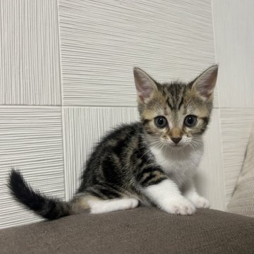 マンチカン(長足)【茨城県・女の子・2024年5月24日・ブラウンパッチドタビー&ホワイト】の写真「かわいいです」