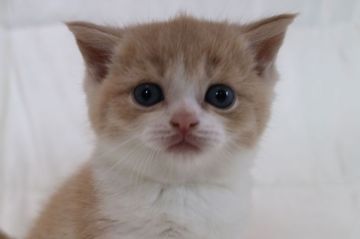 スコティッシュフォールド(立ち耳)【茨城県・男の子・2018年2月19日・クリームタービー&ホワイト】の写真「可愛いです」