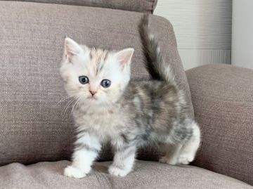 ミヌエット【茨城県・女の子・2021年9月30日・シルバーパッチドタビー】の写真「かわいいです。」