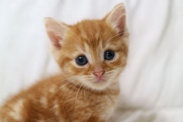 ミヌエット【茨城県・男の子・2018年5月26日・レッドタビー】の写真「かわいいです～♪」