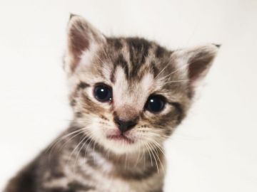 アメリカンショートヘア【茨城県・女の子・2019年3月29日・シルバーパッチドタビー】の写真「可愛いです。」