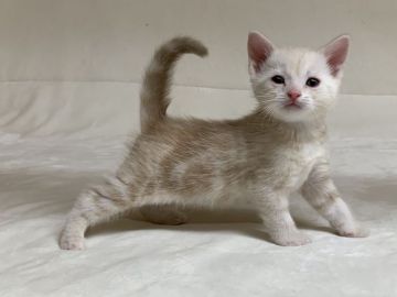 マンチカン(長足)【茨城県・男の子・2020年1月24日・クリームタビー】の写真「かわいいです(2/28　新規掲載）」