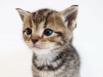 アメリカンショートヘア【茨城県・女の子・2018年8月26日・ブラウンタビー】の写真「かわいいです」